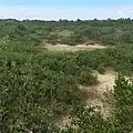 Mangrove hammock