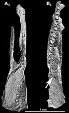 Mesosaurid palate