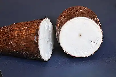 Tuber in cross-section