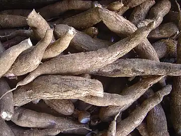 Image 4Cassava (yuca) roots, the Taínos' main crop (from History of Jamaica)