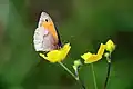 Maniola jurtina female on buttercup flower.