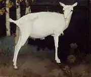 Young white goat