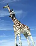 'Man on Giraffe' in the Tierpark Hagenbeck