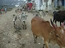 Mannavanur street scene