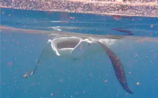 Foraging M. alfredi  ram feeding, swimming against the tidal current with its mouth open and sieving zooplankton from the water