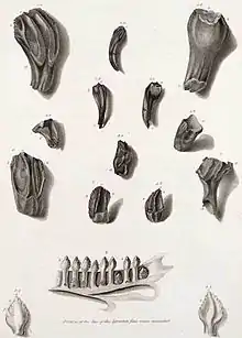 Image 7Illustration of fossil Iguanodon teeth with a modern iguana jaw for comparison from Mantell's 1825 paper describing Iguanodon (from History of paleontology)