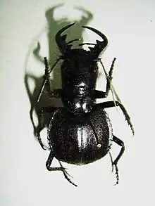 Museum specimen of Manticora sp. from Mozambique.