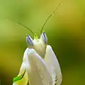 Subadult female Hymenopus coronatus head