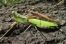 Mating pair of M. religiosa, Lower Austria