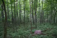 Yellow birch forest understory