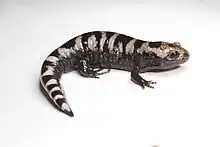 A black salamander with white bars on its back