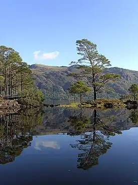 Image 5Eilean Ruairidh Mòr, one of many forested islands in Loch MareeCredit: Jerry Sharp