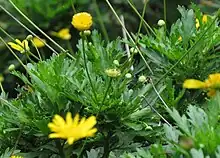 Euryops chrysanthemoides, South Africa