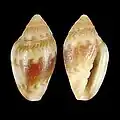 Marginella annaBazaruto Is., Mozambique