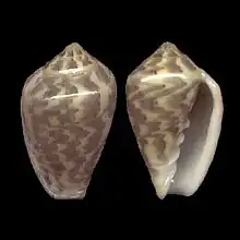 Marginella bairstowiFishhoeck, False BaySouth Africa