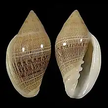 Marginella belcheriSouth Western Sahara, Mauritania