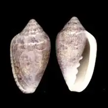 Marginella broderickaeSouth East CapeSouth Africa