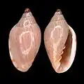 Marginella caterinaeoff Hafun-Bay-northSomalia