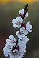 Blooms of an apricot