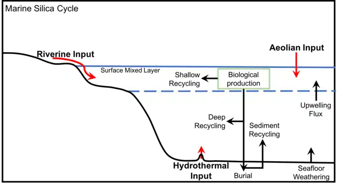 Generalized marine silica cycle, adapted from Treguer et al., 1995