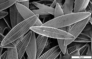 Diatoms, major components of marine plankton, also have silica skeletons called frustules.