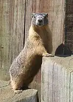 Yellow-bellied marmot, near Princeton, British Columbia