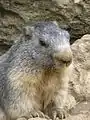 Marmota marmota