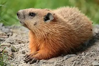 Marmota monax