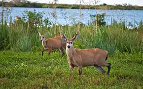 Marsh deer are among the largest herbivores in the esteros