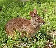 Brown rabbit