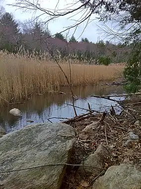 Brook and wetlands