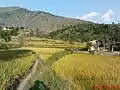 Rice Fields at Martung