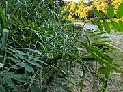 Senna marilandica on the banks of the Cacapon River