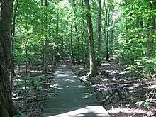 Boardwalk in Mason Neck