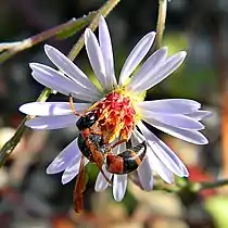 Mason wasp on flower head