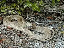 Eastern coachwhip