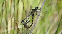 Mating pair, male on top