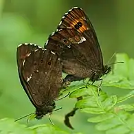 Mating pair