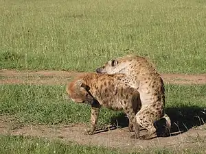 Spotted hyenas mating in Olare Motorogi Conservancy