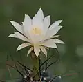 White flower form