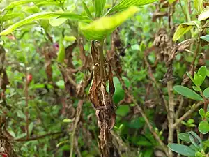 Matured fruits of Madagascar Periwinkle