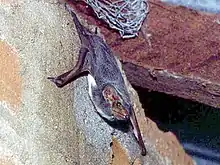 A bat hangs from a building