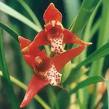 Maxillaria tenuifolia