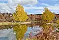 Colourful deciduous plant scenery