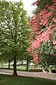 McKeldin Mall with Aesculus pavia