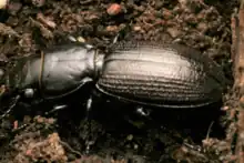 Close up of Mecodema howitti on the forest floor