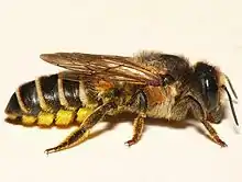 Megachile ericetorum