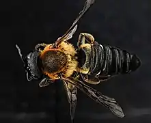 Mounted specimen. Female, dorsal view