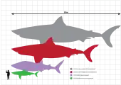 At the top of the picture is a line representing twenty meters. Below this is a gray megalodon silhouette that measures twenty meters, below is a red megalodon silhouette that measures fifteen meters, below is a violet whale shark silhouette that measures ten meters, below is a green great white shark that measures five meters. Standing next to this shark is a black human silhouette that stands two meters.