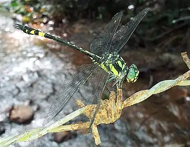 male